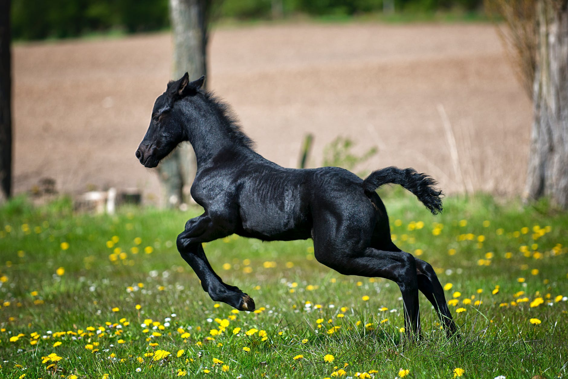 black horse running on grass field with flowers